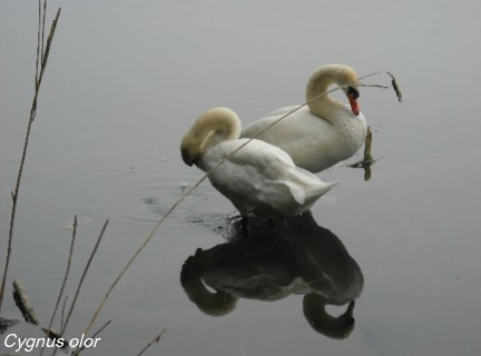 Cygnus olor